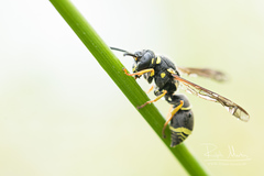 Allodynerus delphinalis
