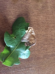 Tischeria ekebladella