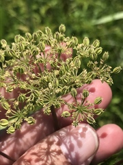 Thaspium chapmanii