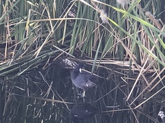 Fulica americana americana