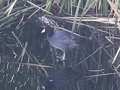 Fulica americana americana