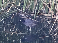 Fulica americana americana