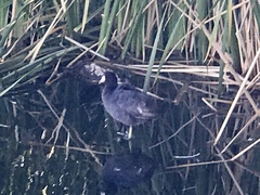 Fulica americana americana