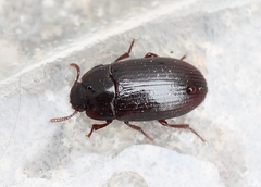Alphitobius diaperinus