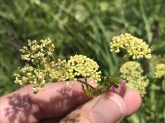 Thaspium chapmanii