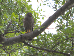 Rupornis magnirostris