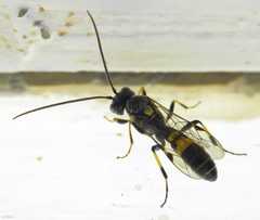 Exenterus amictorius