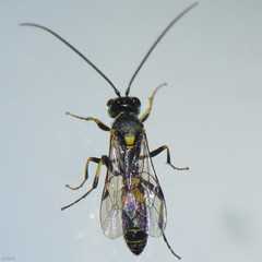 Exenterus amictorius