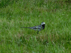 Motacilla alba