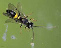 Exenterus amictorius