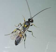 Exenterus amictorius