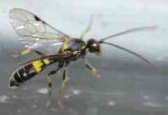 Exenterus amictorius