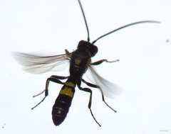 Exenterus amictorius