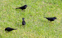 Molothrus bonariensis