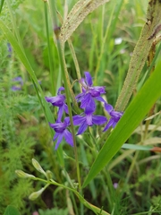 Delphinium consolida