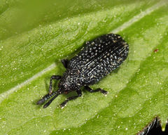 Microrhopala excavata