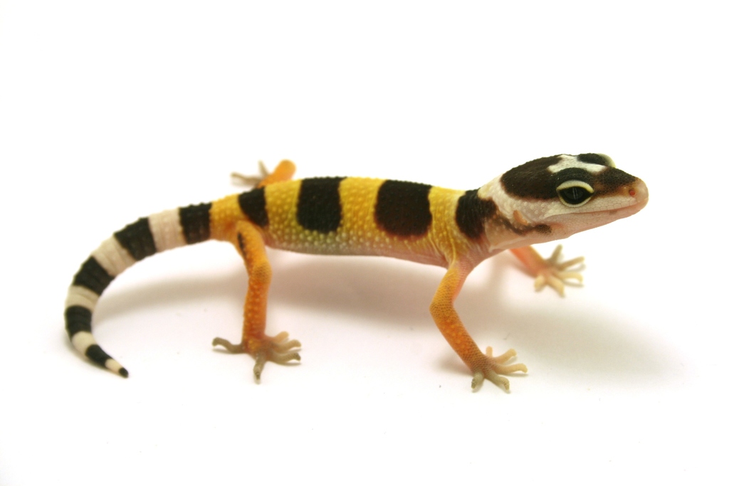 Gecko léopard (Eublepharis macularius)