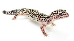 Common Leopard Gecko photo 5