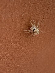 Arachnida