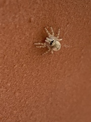 Arachnida