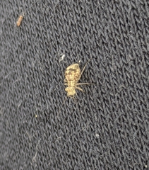 Mesopsocus