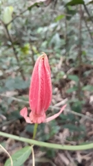 Passiflora miniata