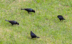 Molothrus bonariensis