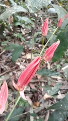Passiflora miniata