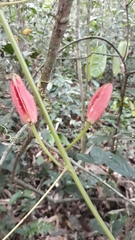 Passiflora miniata