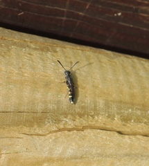 Monosapyga clavicornis