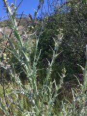 Cirsium douglasii