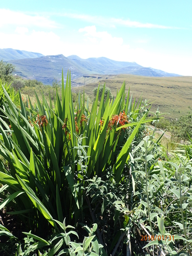 Crocosmia paniculata image