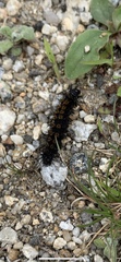 Hemileuca maia