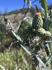 Cirsium douglasii