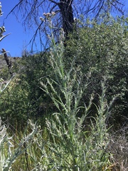 Cirsium douglasii