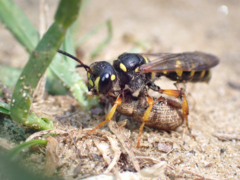 Cerceris arenaria