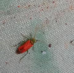 Dichrooscytus intermedius