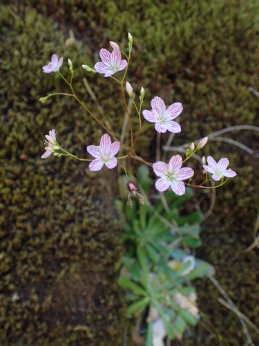 sawtooth lewisia (Lewisia serrata)