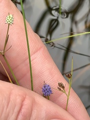 Eryngium baldwinii