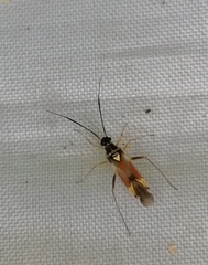 Cyllecoris histrionius