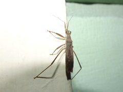 Pygolampis pectoralis