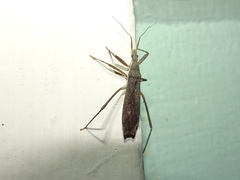 Pygolampis pectoralis