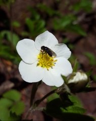 Fragaria vesca bracteata
