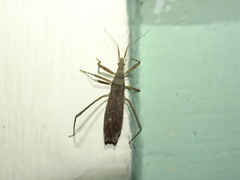 Pygolampis pectoralis