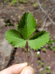 Fragaria vesca bracteata