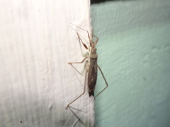 Pygolampis pectoralis