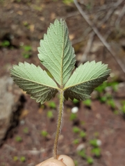Fragaria vesca bracteata