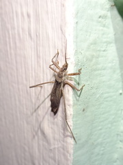 Pygolampis pectoralis