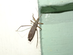 Pygolampis pectoralis