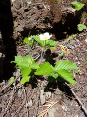 Fragaria vesca bracteata